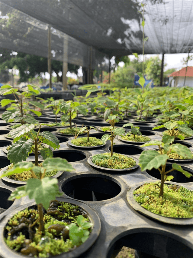 Educa&ccedil;&atilde;o Ambiental - Alian&ccedil;a Energia
