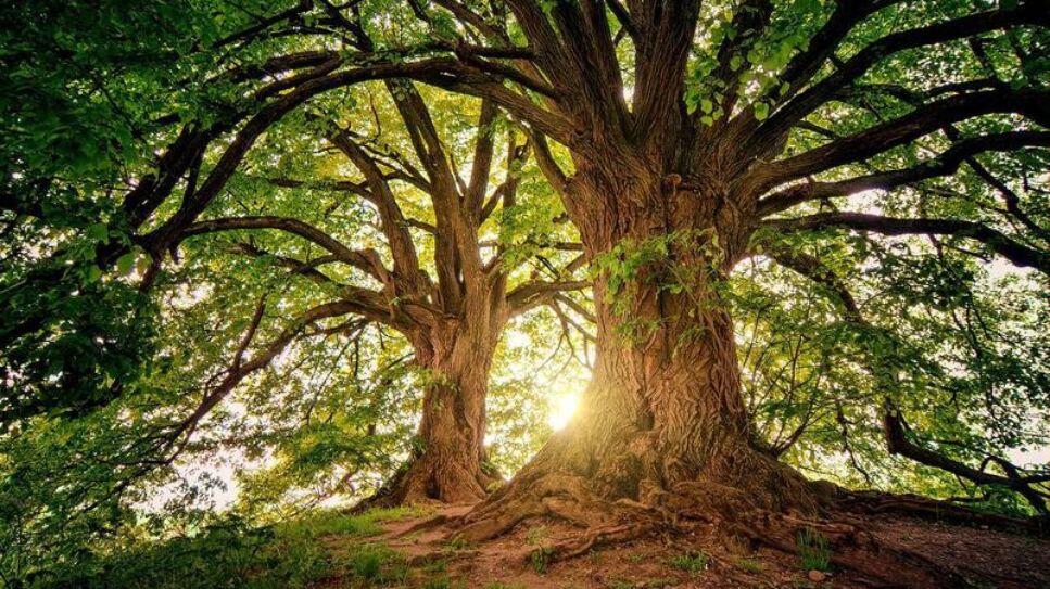 Dia da Arvore Site Capa