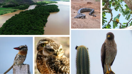 Capa-intranet-Meio-Ambiente