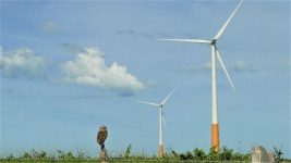 Monitoramentos Ambientais - Alian&ccedil;a Energia